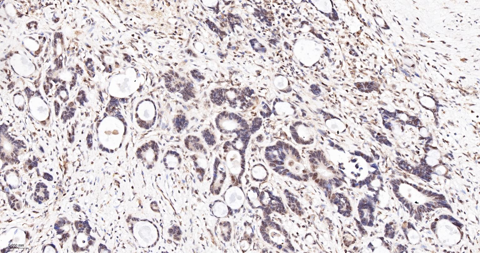 PRPF19重组兔单抗