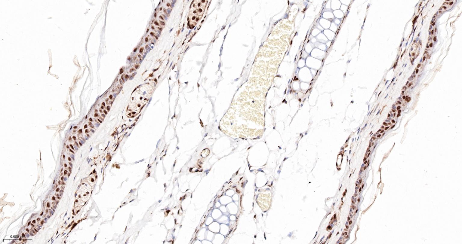 PRPF19重组兔单抗