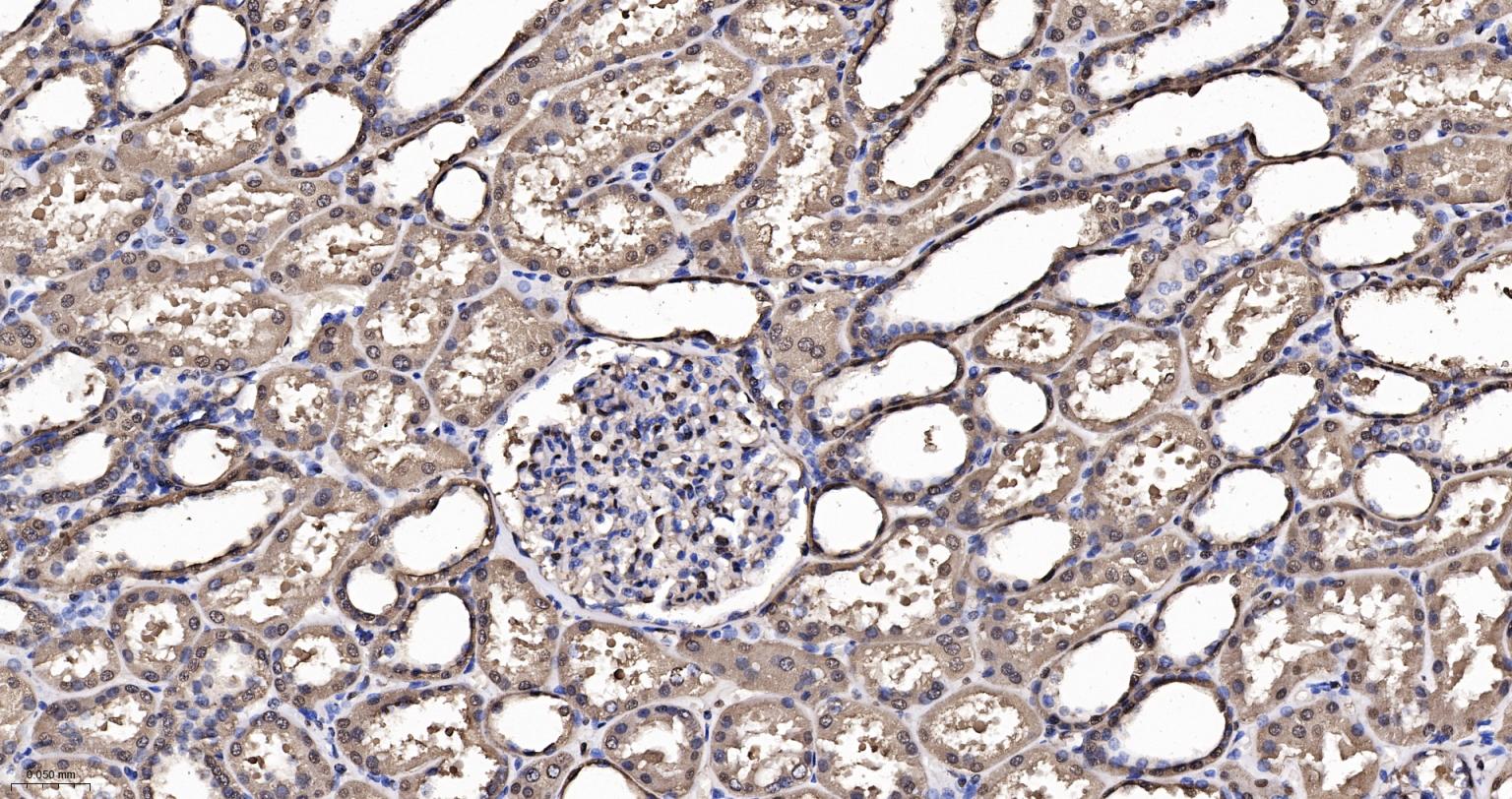 3-磷酸甘油醛脱氢酶(内参)重组兔单抗