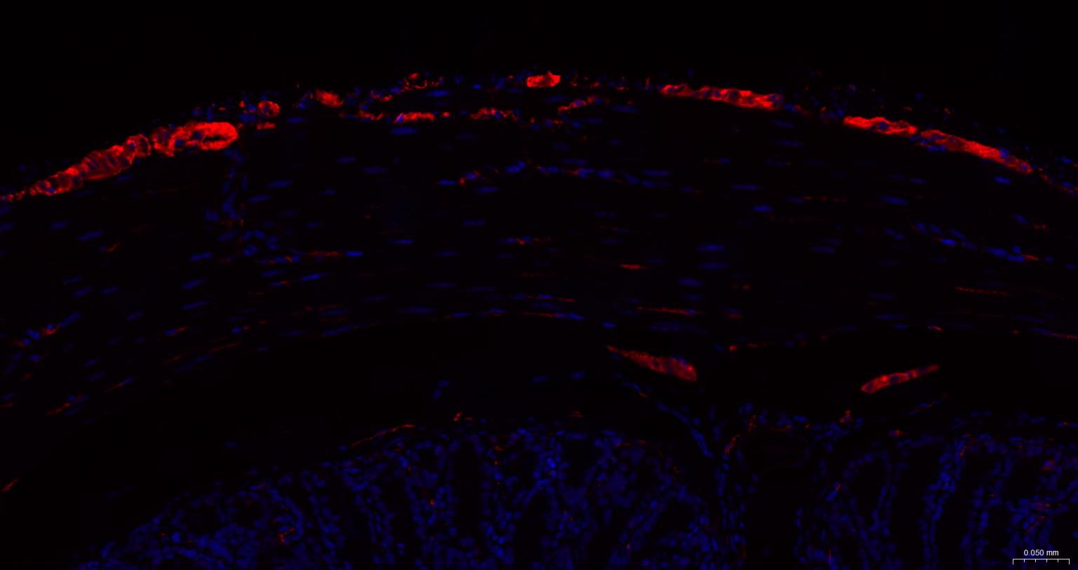 微管相关蛋白重组兔单抗
