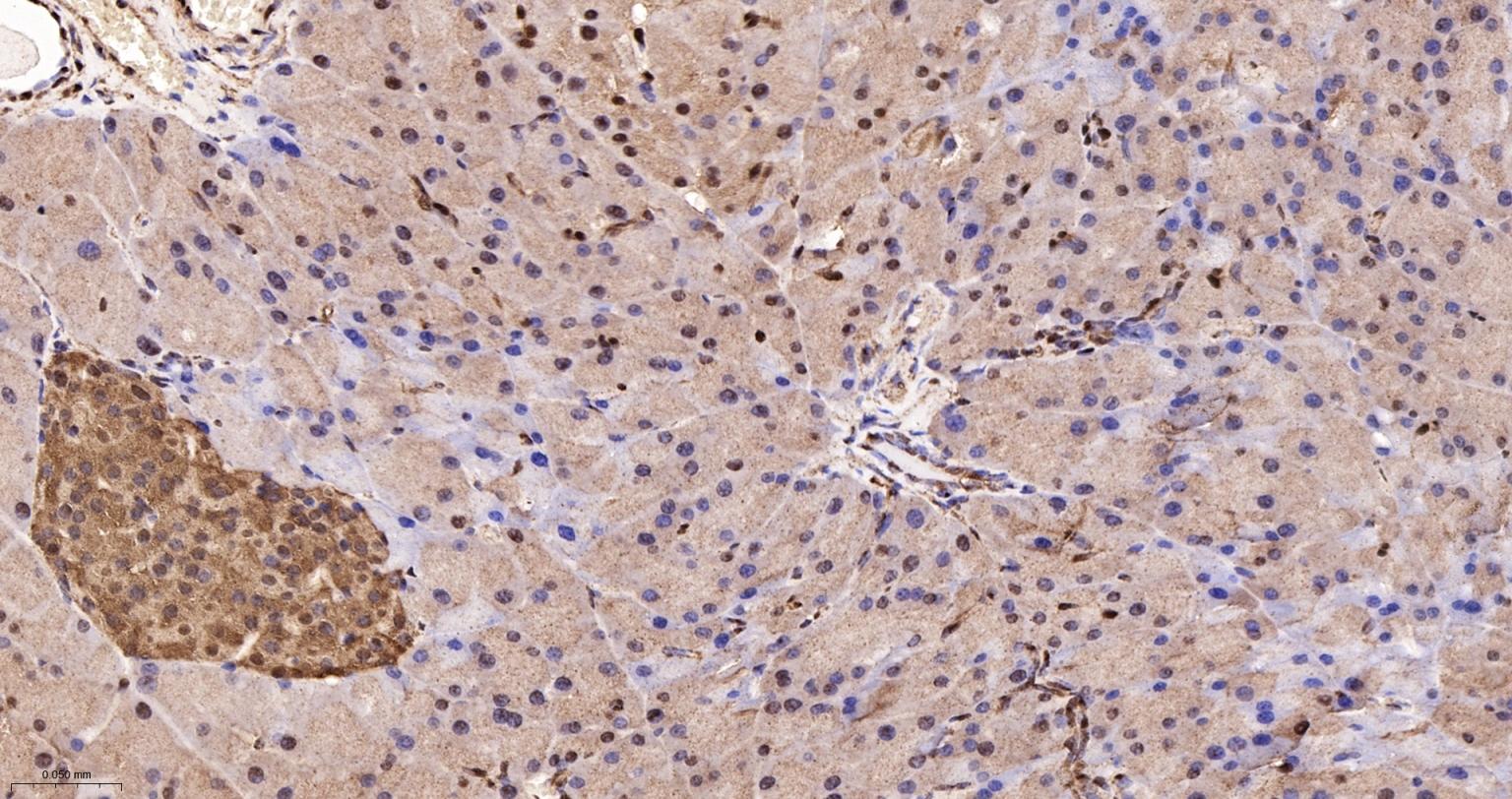3-磷酸甘油醛脱氢酶(内参)重组兔单抗