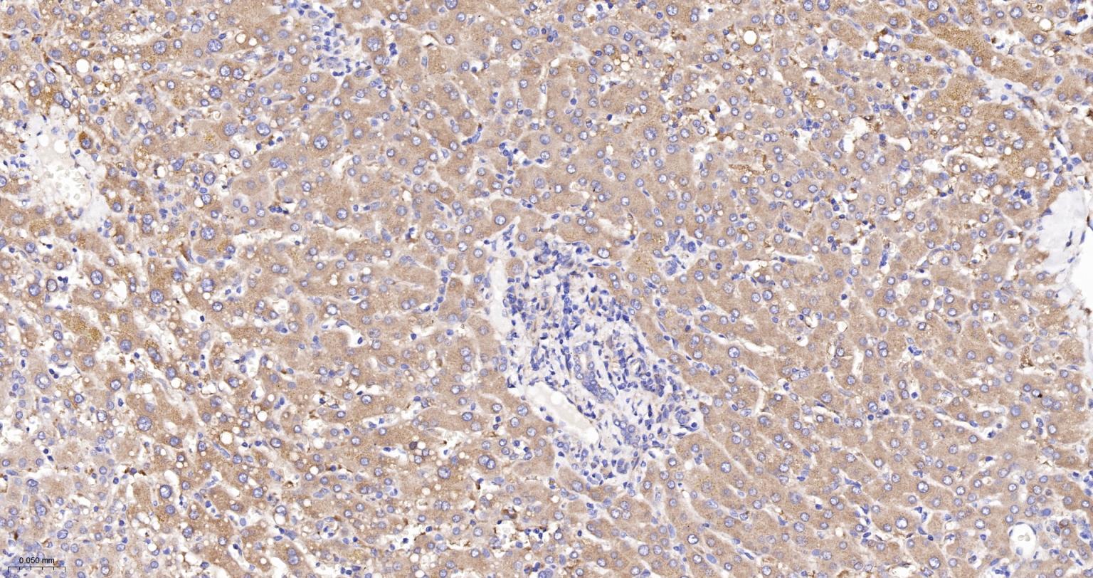 柠檬酸合成酶CISY重组兔单抗