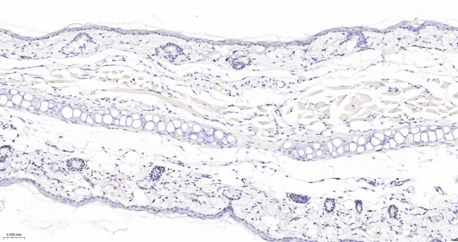 周期素D1重组兔单抗