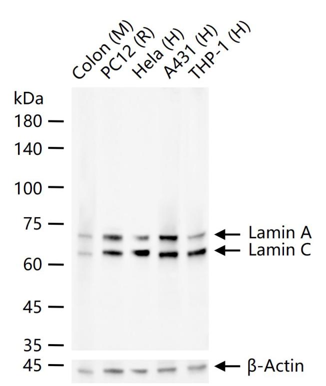 Lamin A/C Mouse mAb (一抗) - WB,IHC-P,IHC-F,IF | Bioss