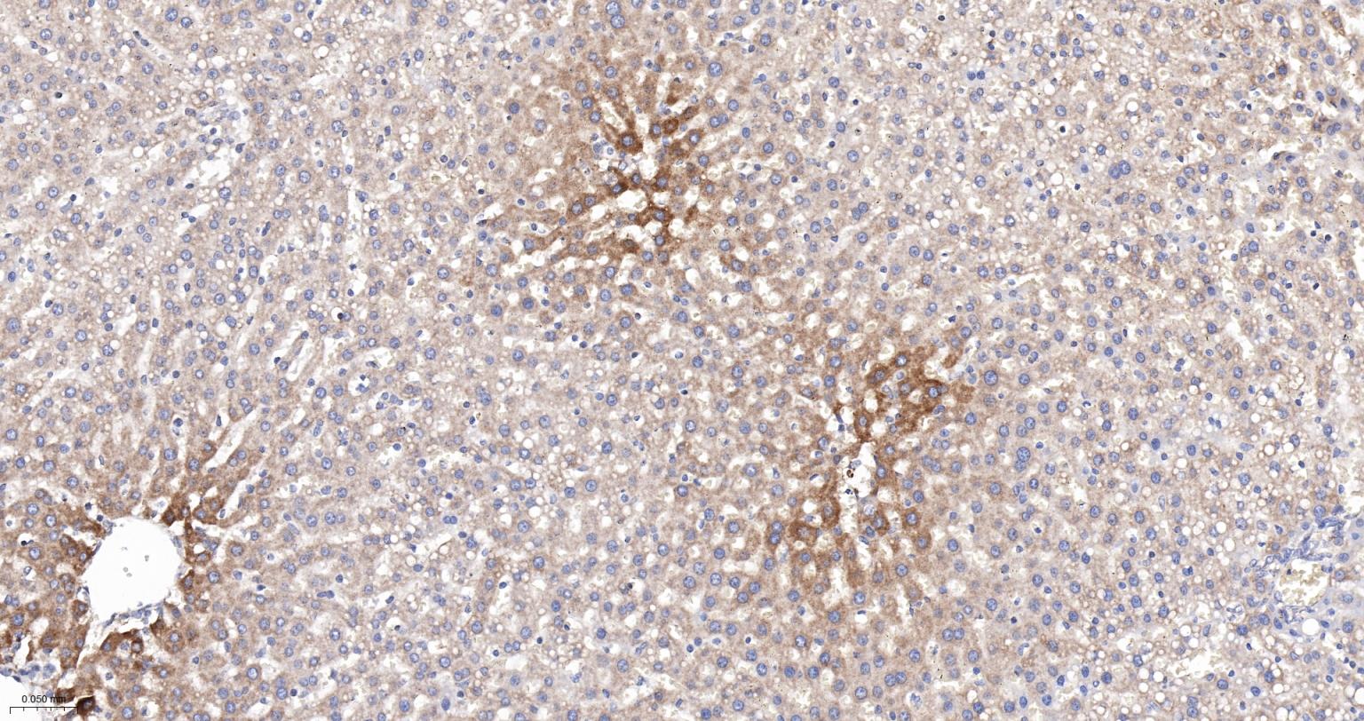 柠檬酸合成酶CISY重组兔单抗