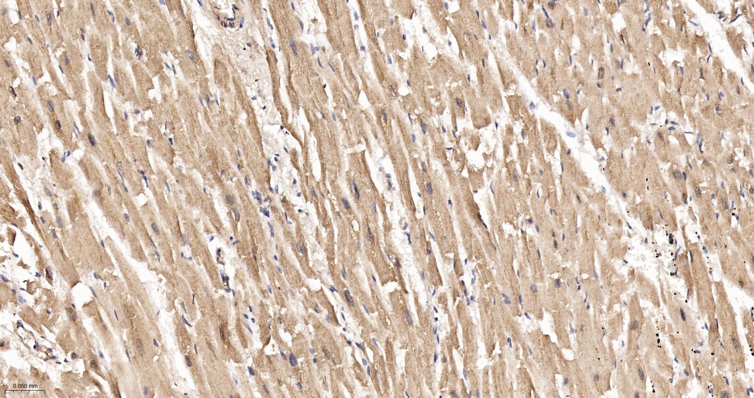 柠檬酸合成酶CISY重组兔单抗