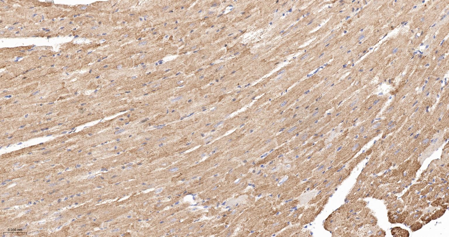 柠檬酸合成酶CISY重组兔单抗