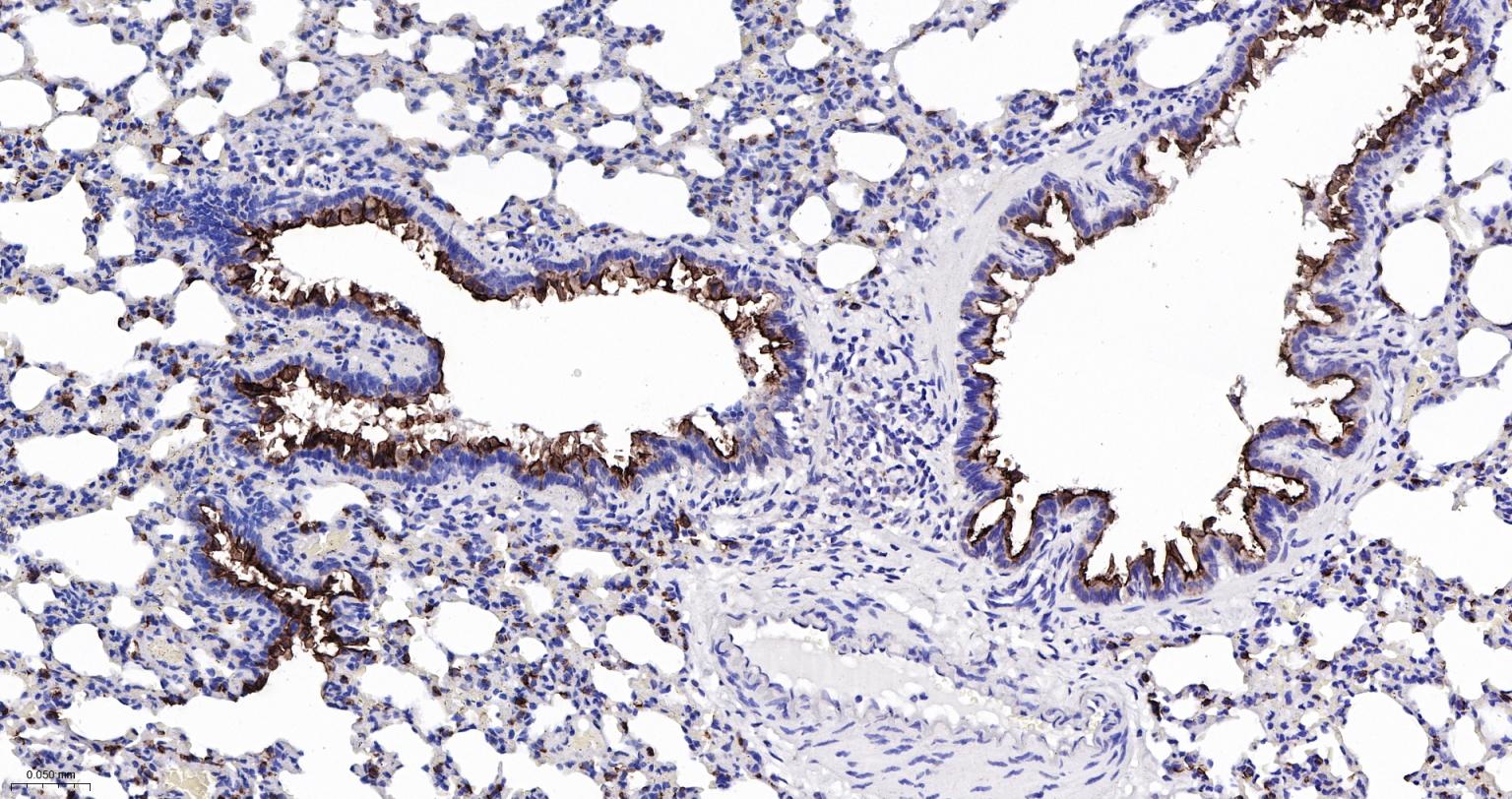 粘蛋白-1重组兔单抗