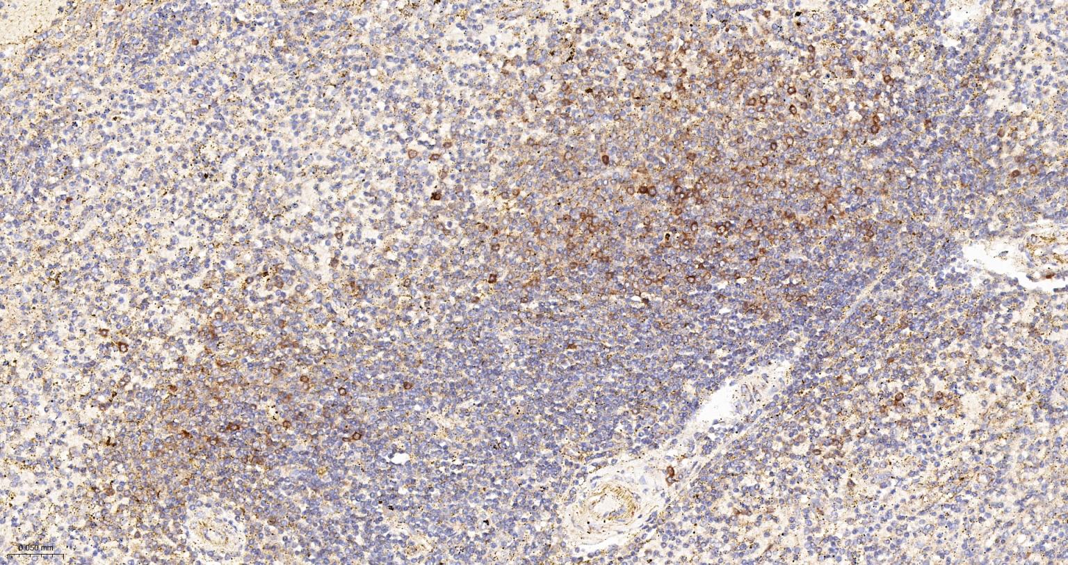 细胞色素C重组兔单抗