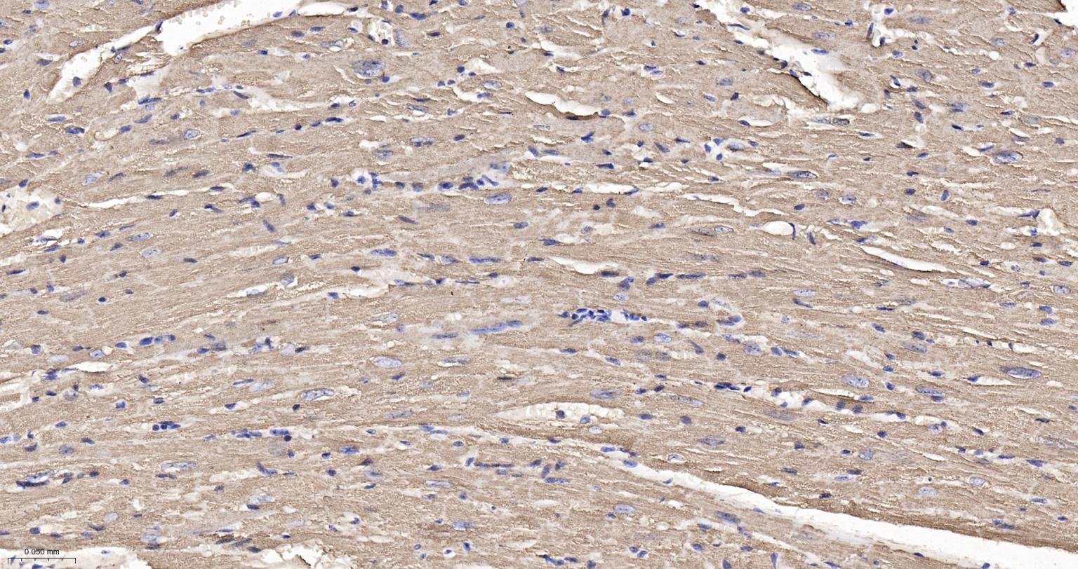 细胞色素C重组兔单抗