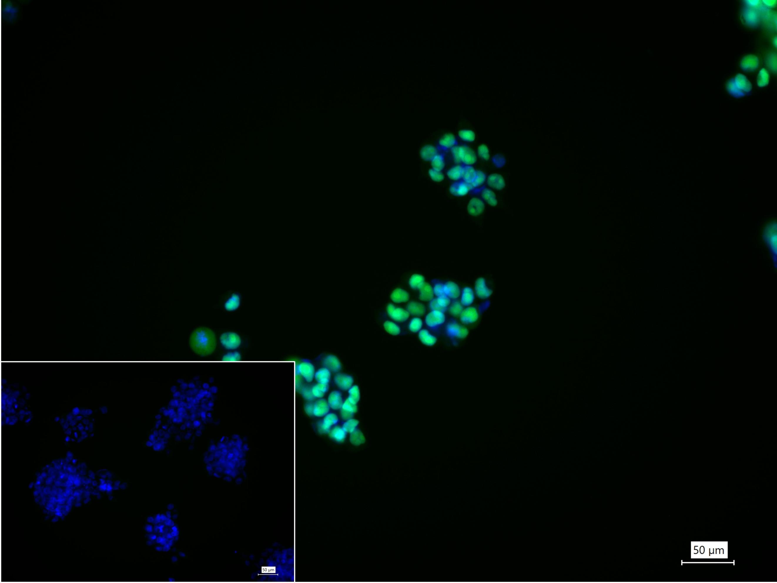 胚胎干细胞关键蛋白重组兔单克隆抗体