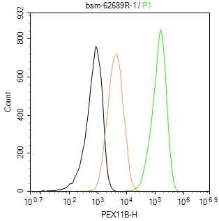 过氧化物酶体生物合成因子11B重组兔单抗