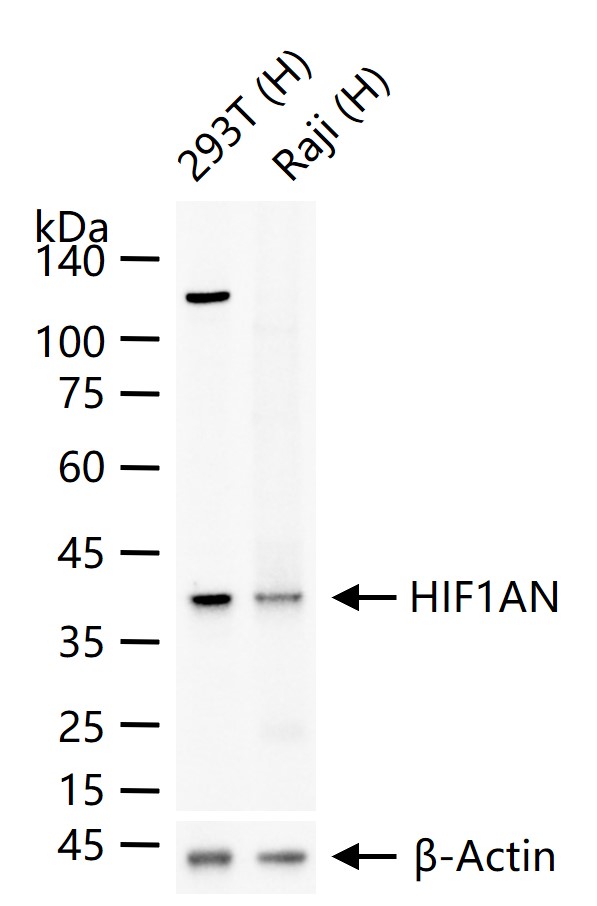缺氧诱导因子1α抑制蛋白/HIF1AN重组兔单抗
