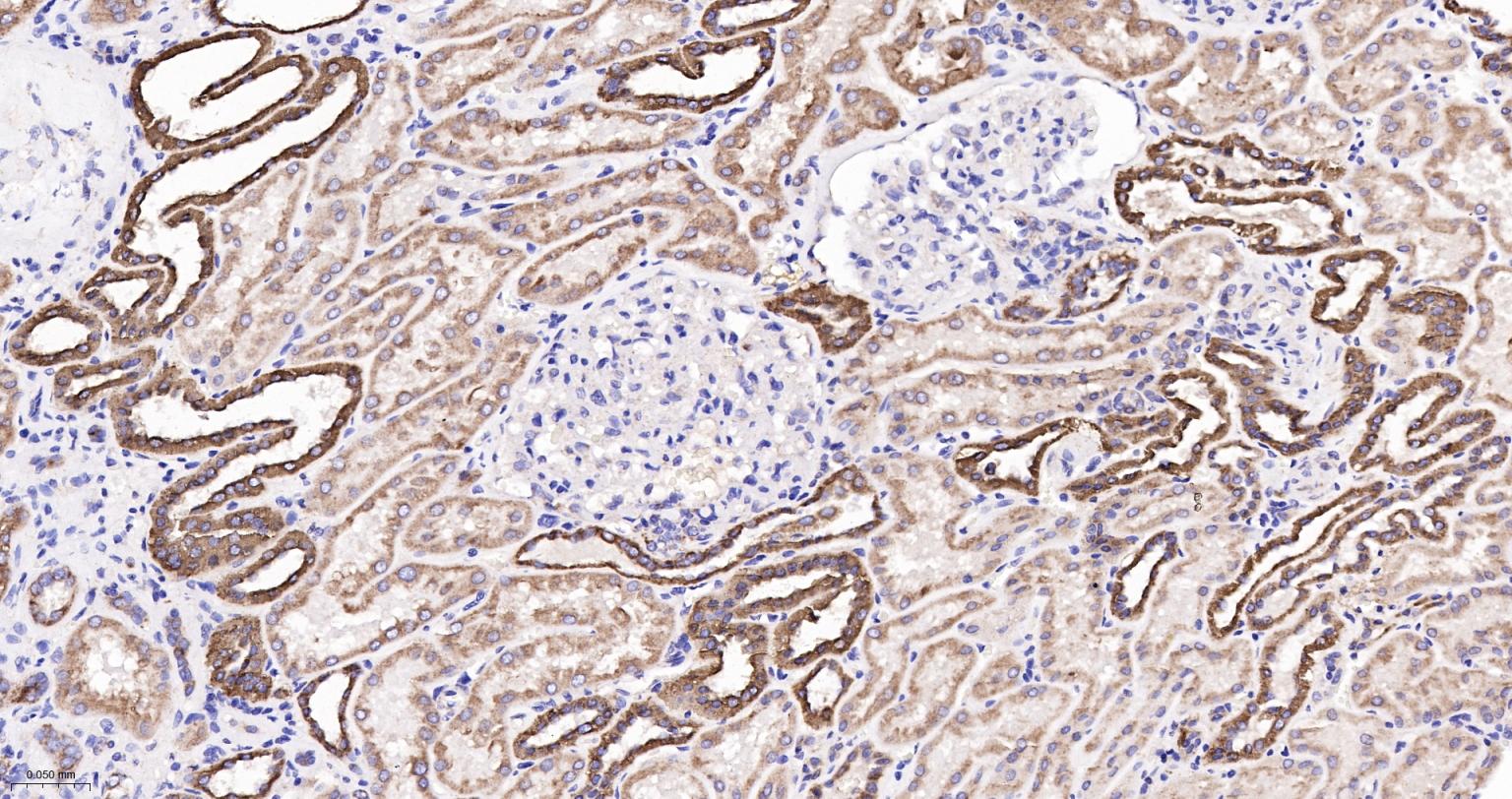 细胞色素C重组兔单抗