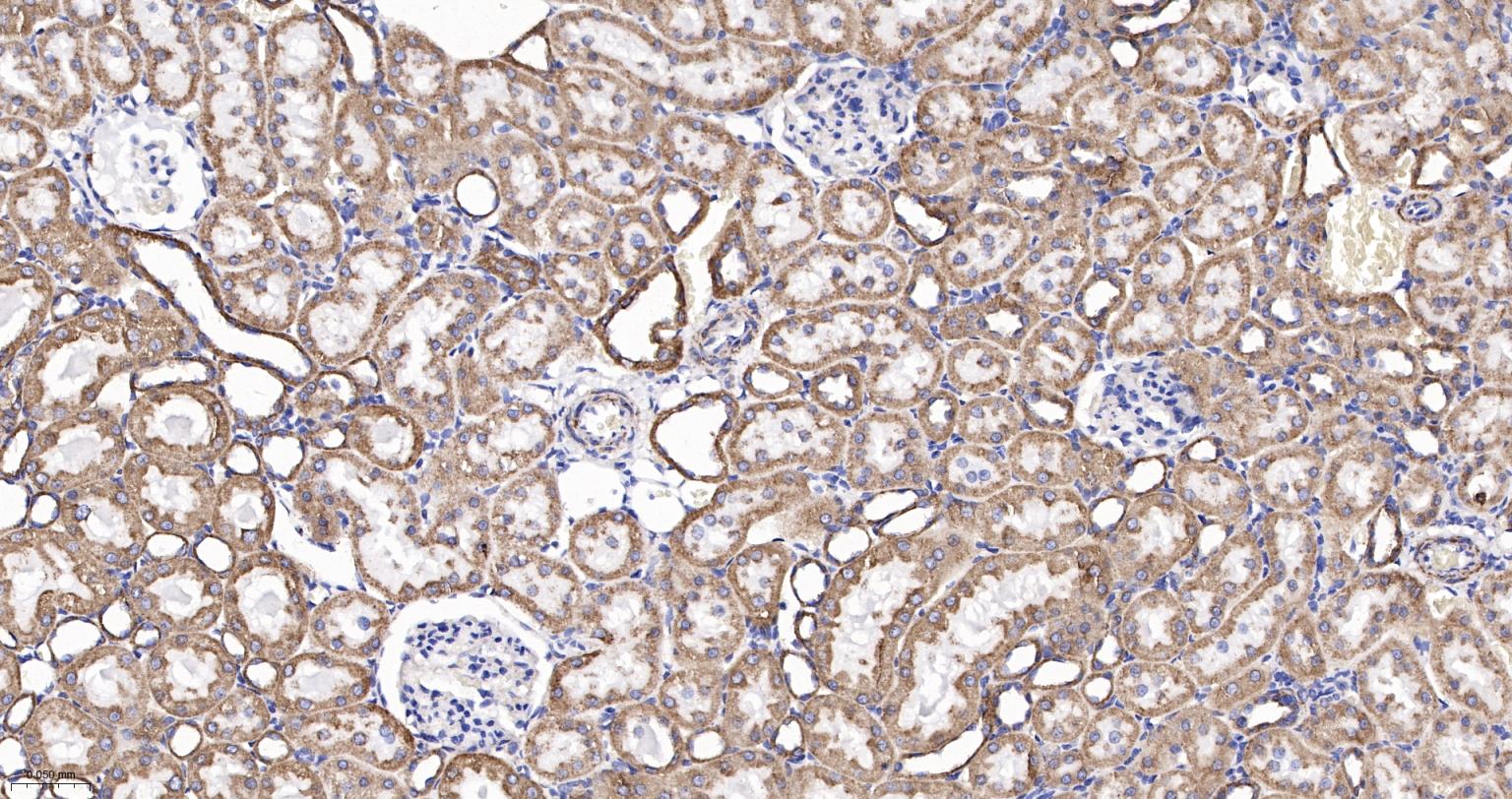 细胞色素C重组兔单抗