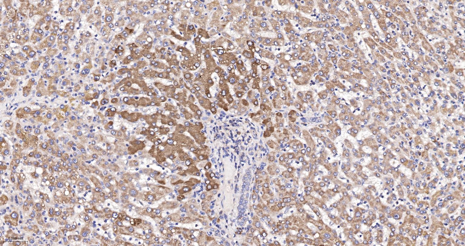 细胞色素C重组兔单抗