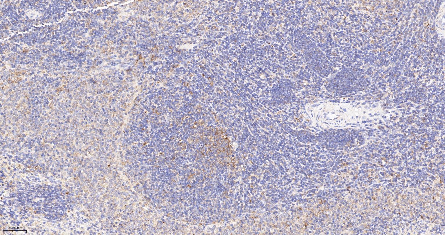 细胞色素C重组兔单抗