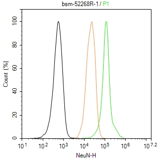 神经元核抗原重组兔单抗