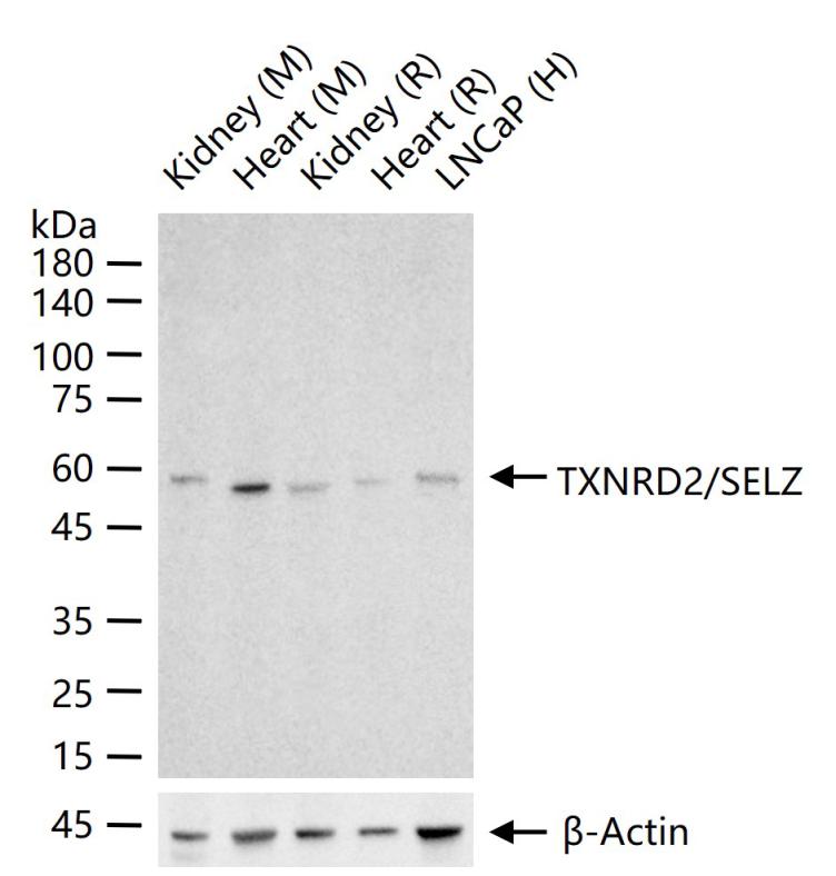 硒蛋白Z重组兔单抗