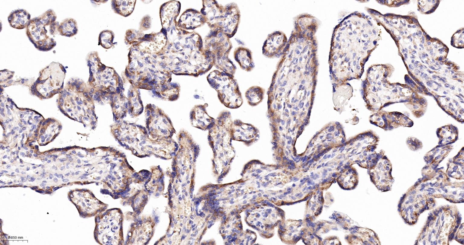 囊泡相关膜蛋白8重组兔单抗