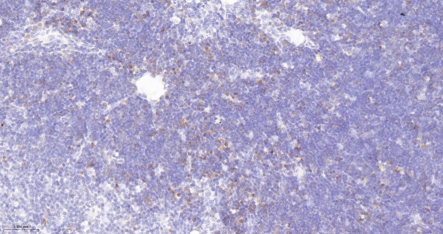 细胞凋亡抑制因子重组兔单抗