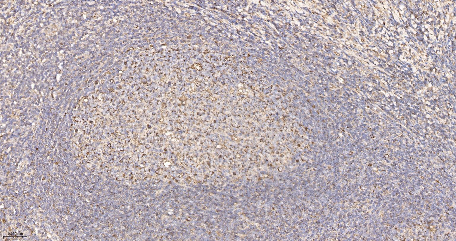 人IgM重组兔单抗