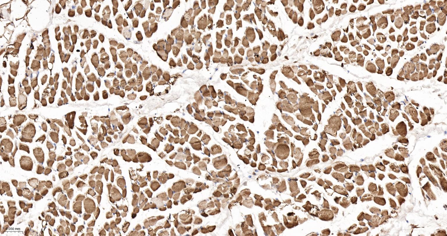 热休克蛋白-20重组兔单抗