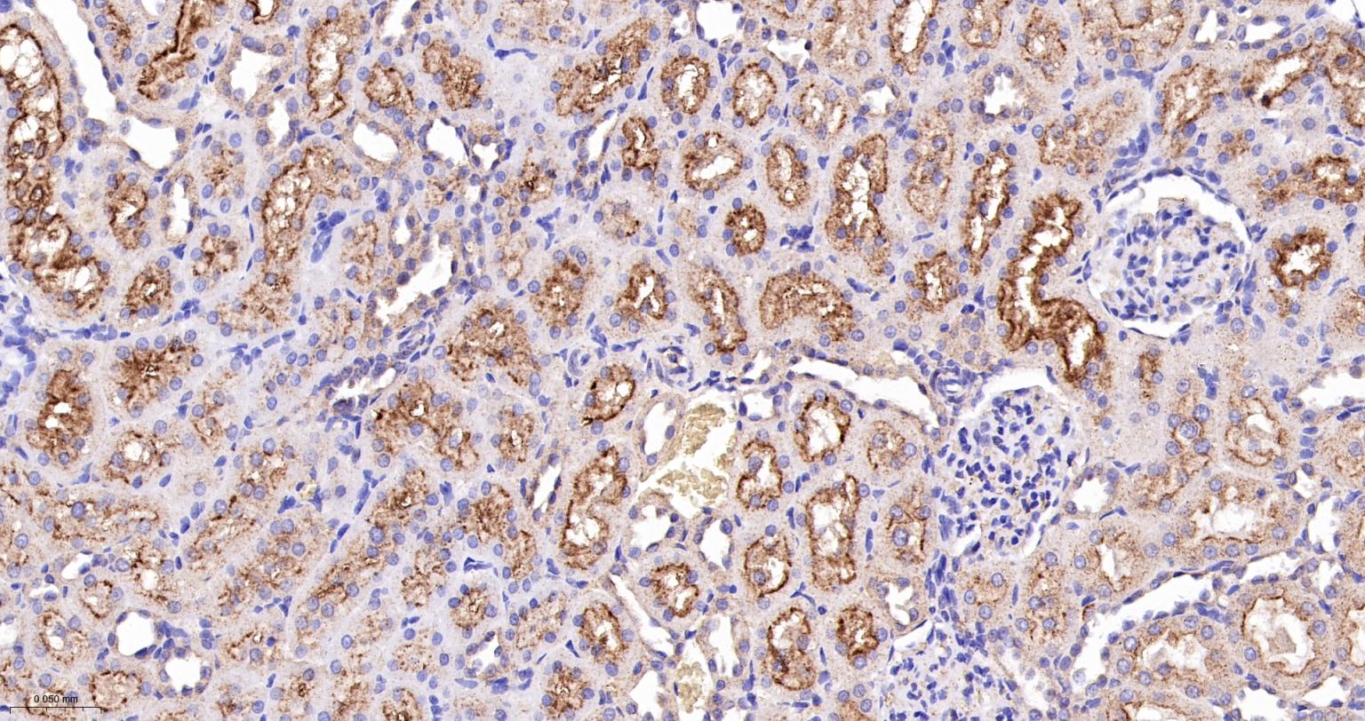 囊泡相关膜蛋白8重组兔单抗