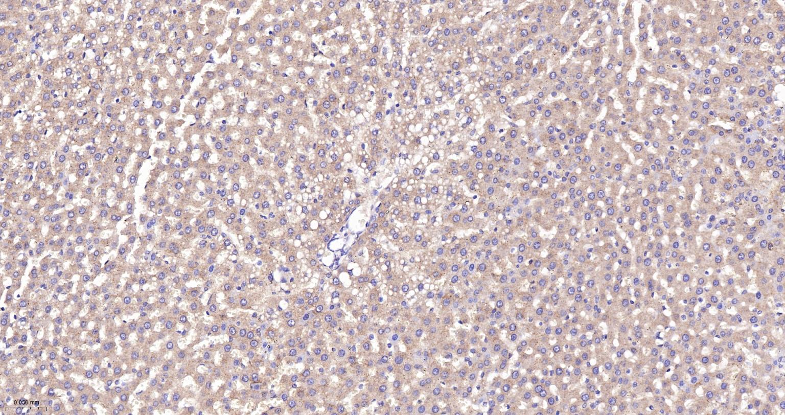 囊泡相关膜蛋白8重组兔单抗