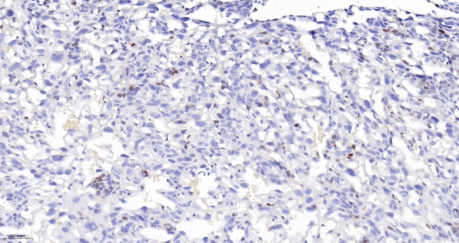 细胞凋亡抑制因子重组兔单抗