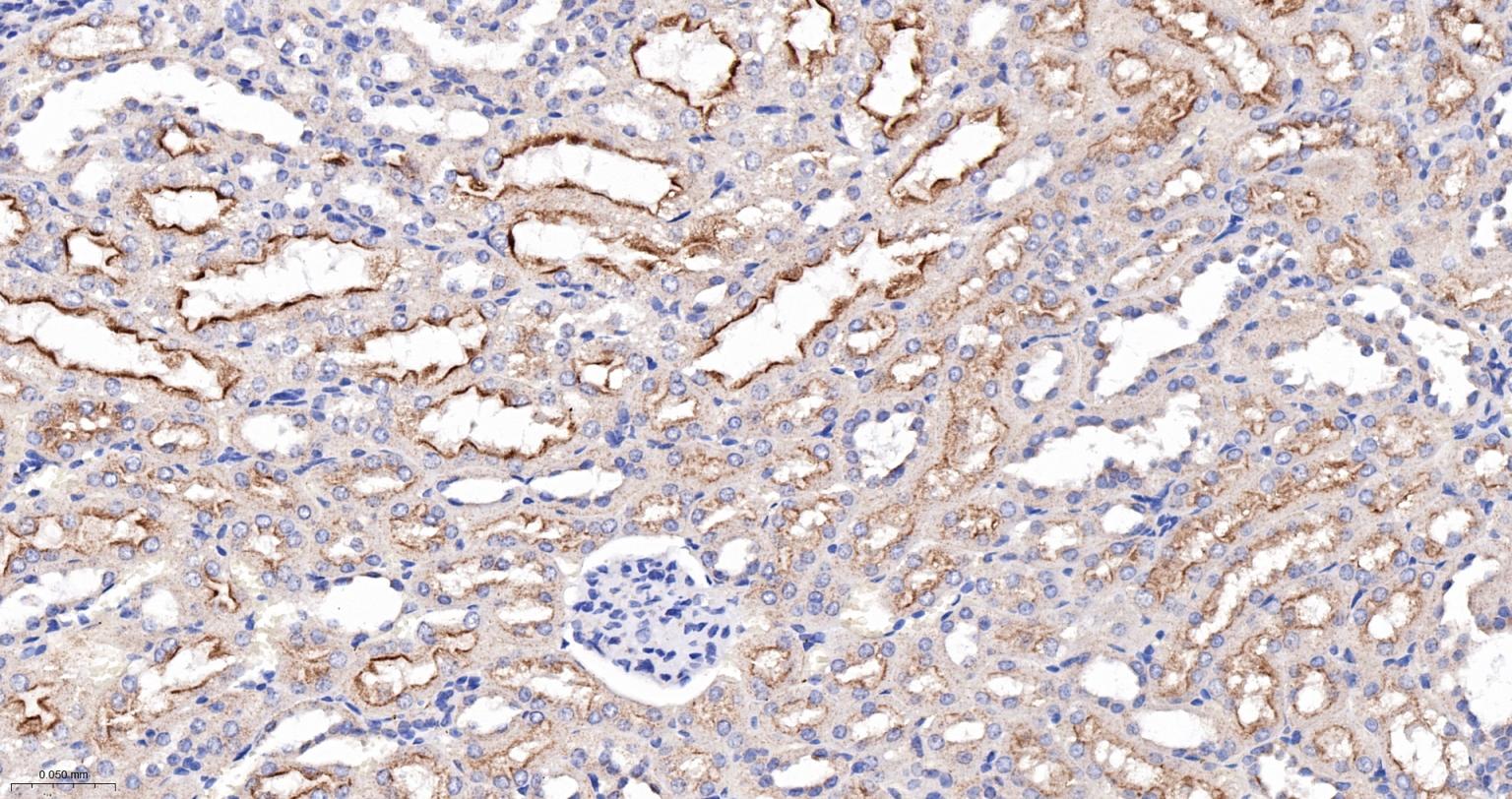 囊泡相关膜蛋白8重组兔单抗