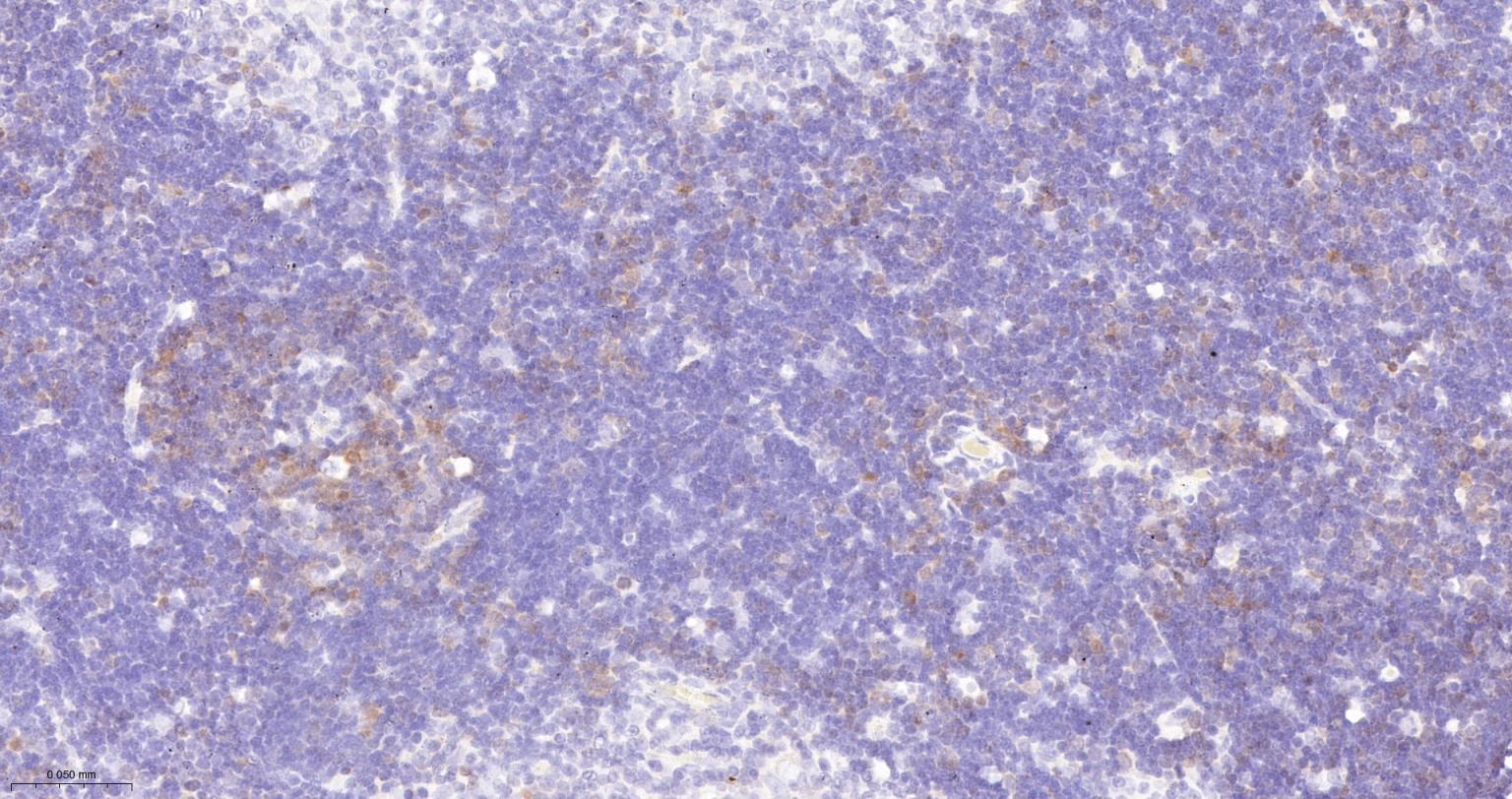 细胞凋亡抑制因子重组兔单抗