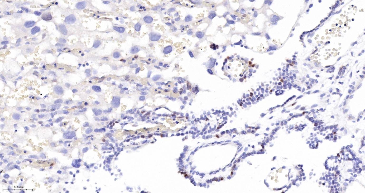 细胞凋亡抑制因子重组兔单抗