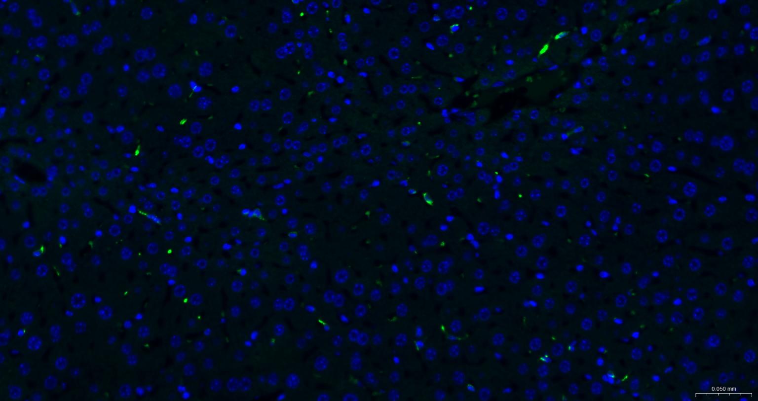 CD163重组兔单抗