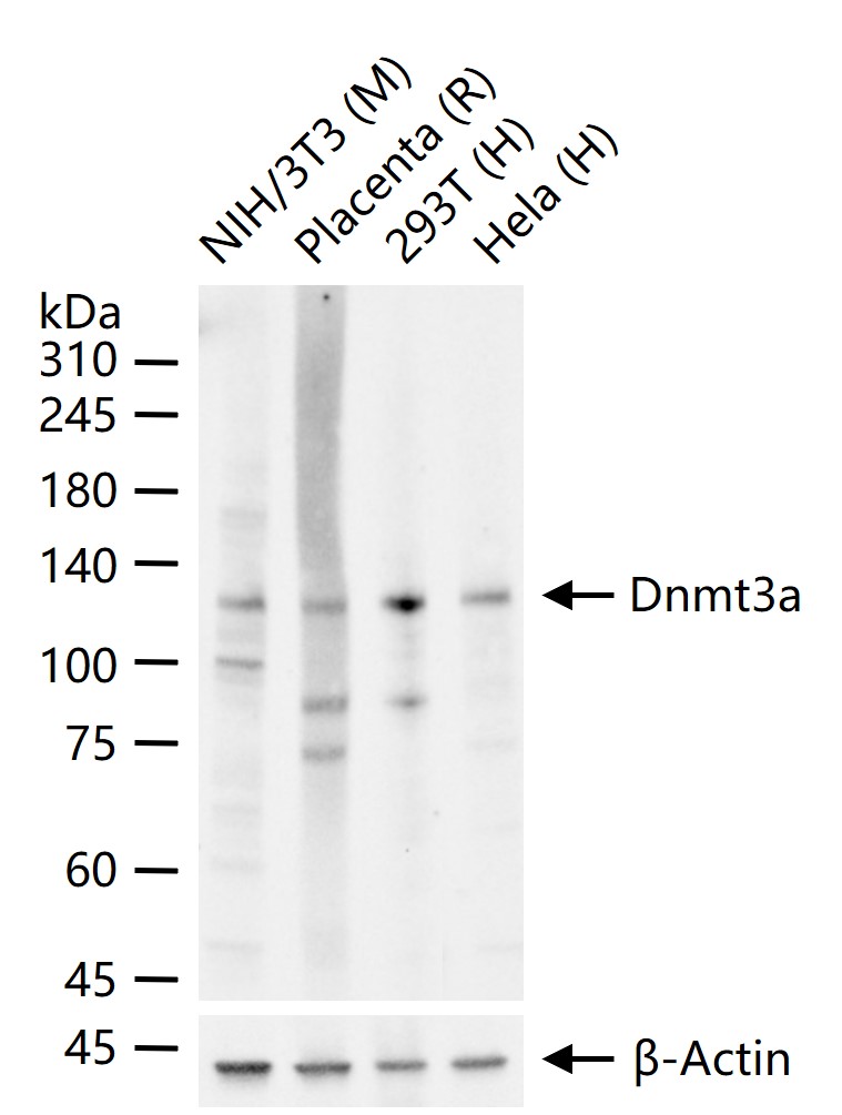 DNA甲基转移酶-3α重组兔单抗