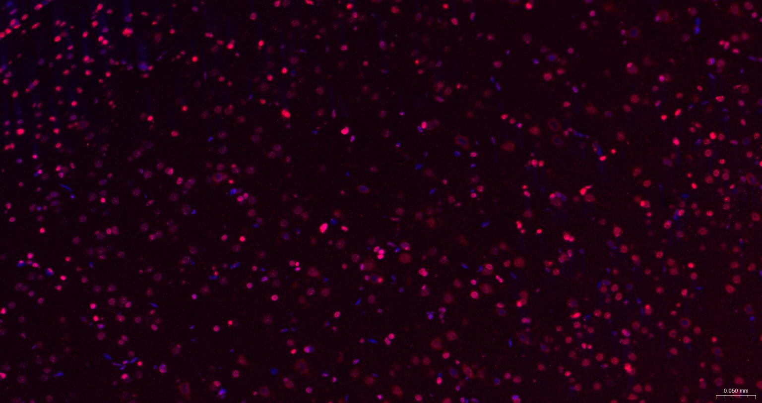 细胞死亡活化蛋白抗体-bs-6796R