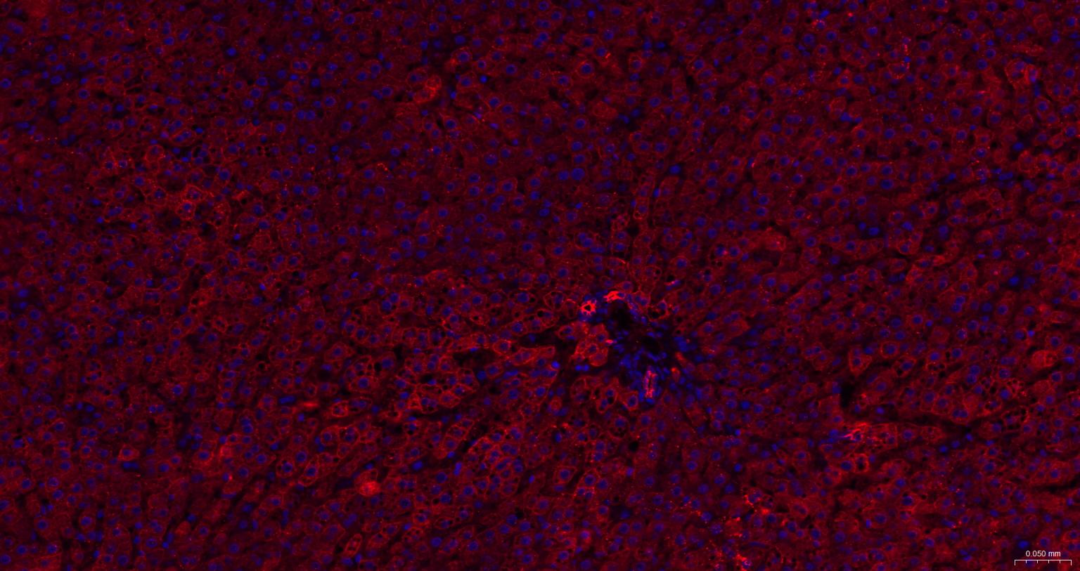 细胞角蛋白18抗体(C端)-bs-1339R