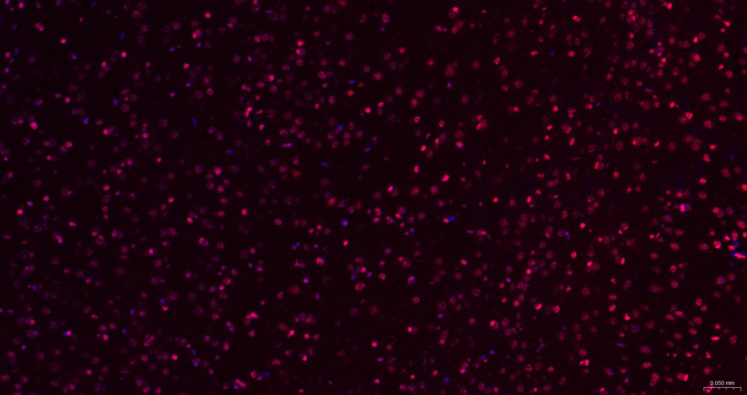 细胞死亡活化蛋白抗体-bs-6796R