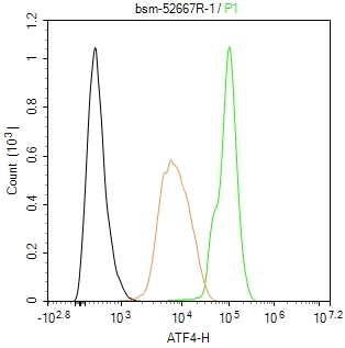 活化转录因子4重组兔单抗