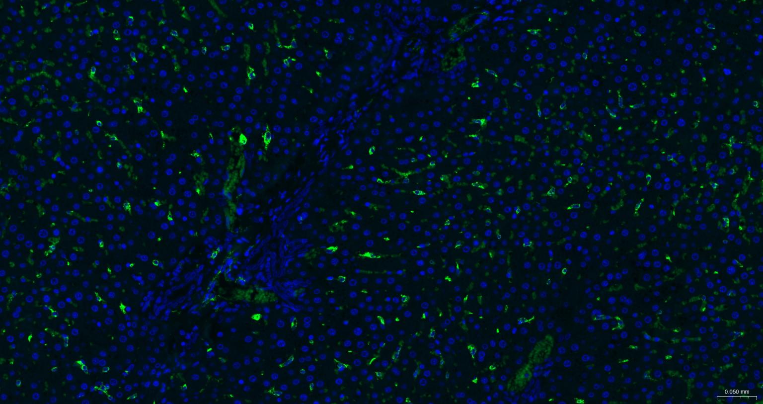 CD163重组兔单抗