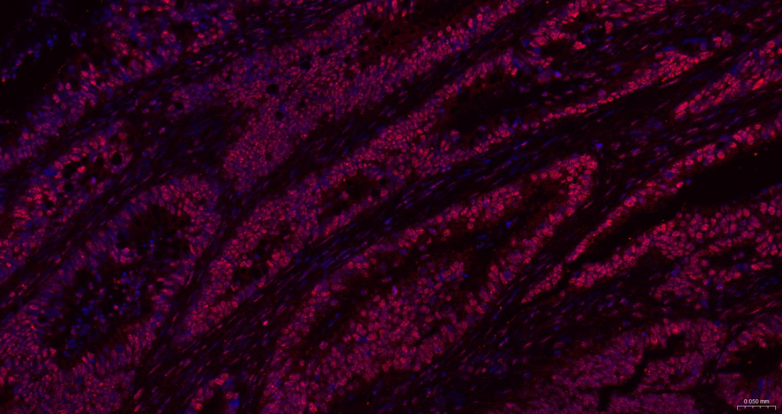 细胞死亡活化蛋白抗体-bs-6796R