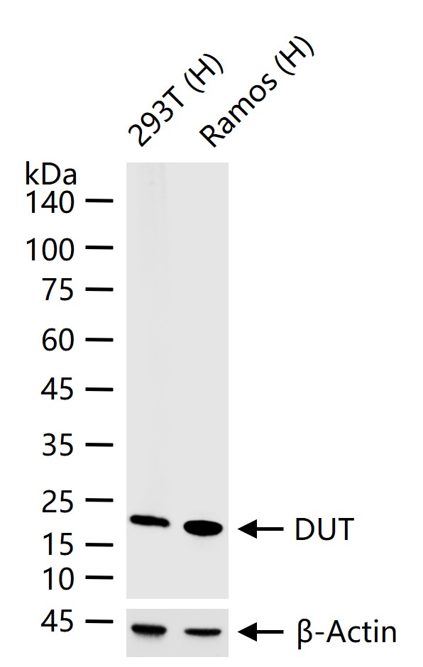 DUT Recombinant Rabbit mAb (一抗) - WB,Flow-Cyt,ICC/IF | Bioss