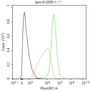 RhoA/B/C重组兔单抗