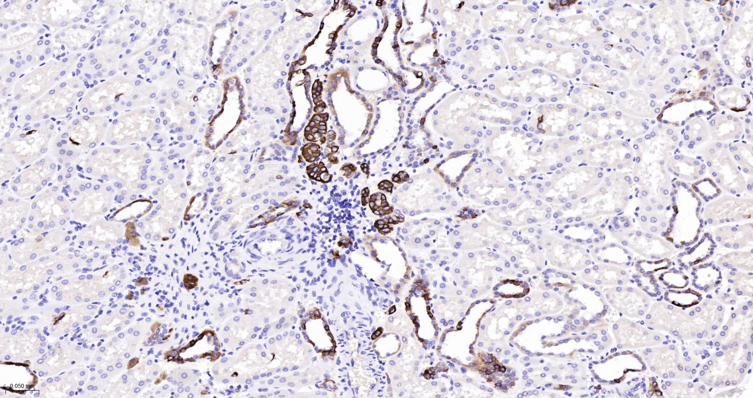 细胞角蛋白7重组兔单抗-bsm-60218R