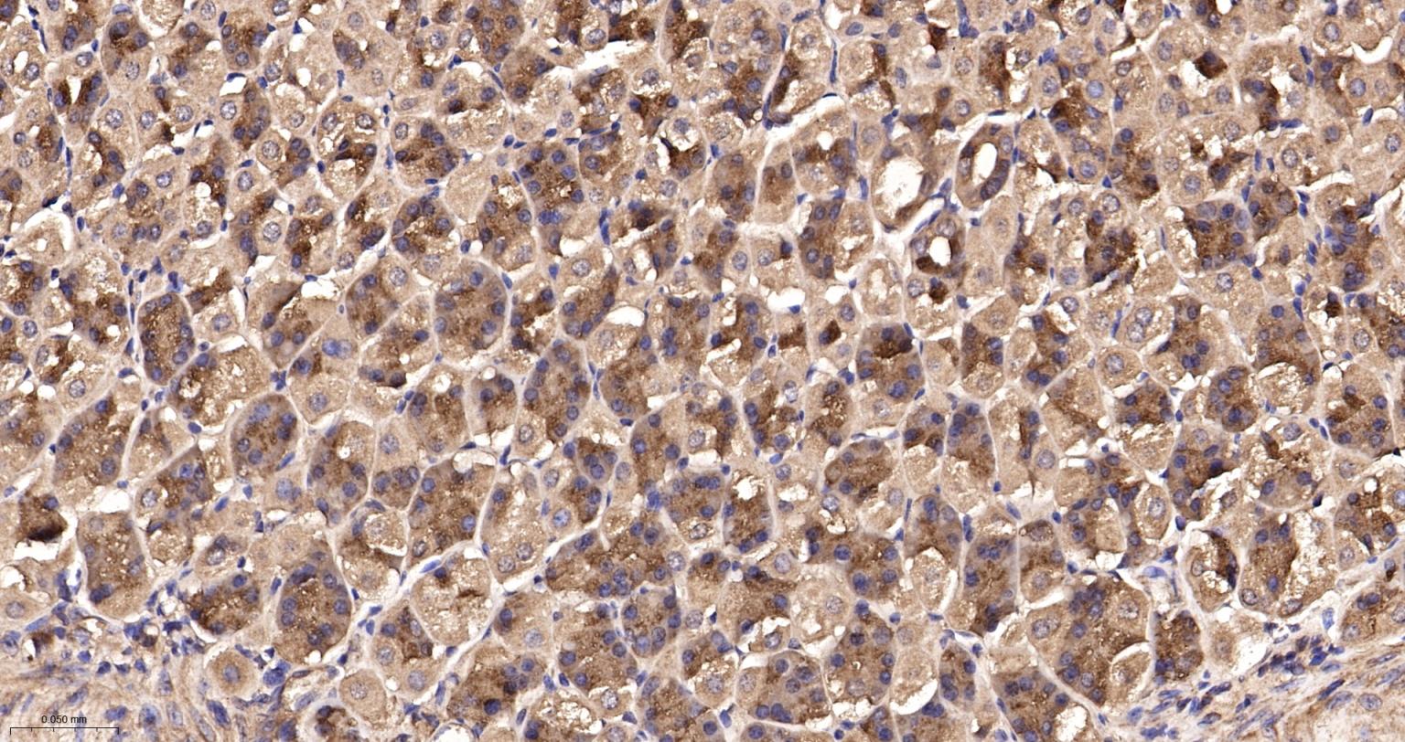 RhoA/B/C重组兔单抗