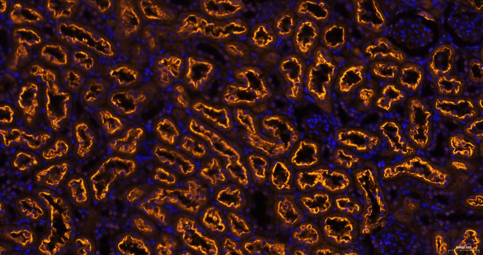 Streptavidin, BF555 conjugated (标记蛋白质与多肽) - IF | Bioss