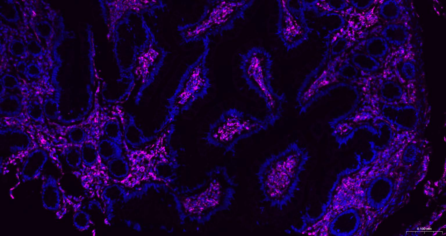 Streptavidin, BF647 conjugated (标记蛋白质与多肽) - IF,Flow-Cyt,ICC/IF | Bioss