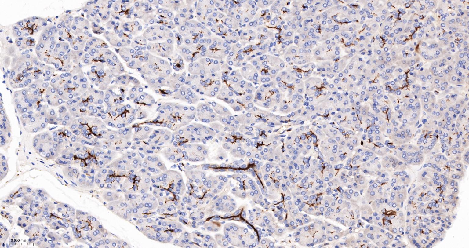 造血干细胞抗原CD133重组兔单抗