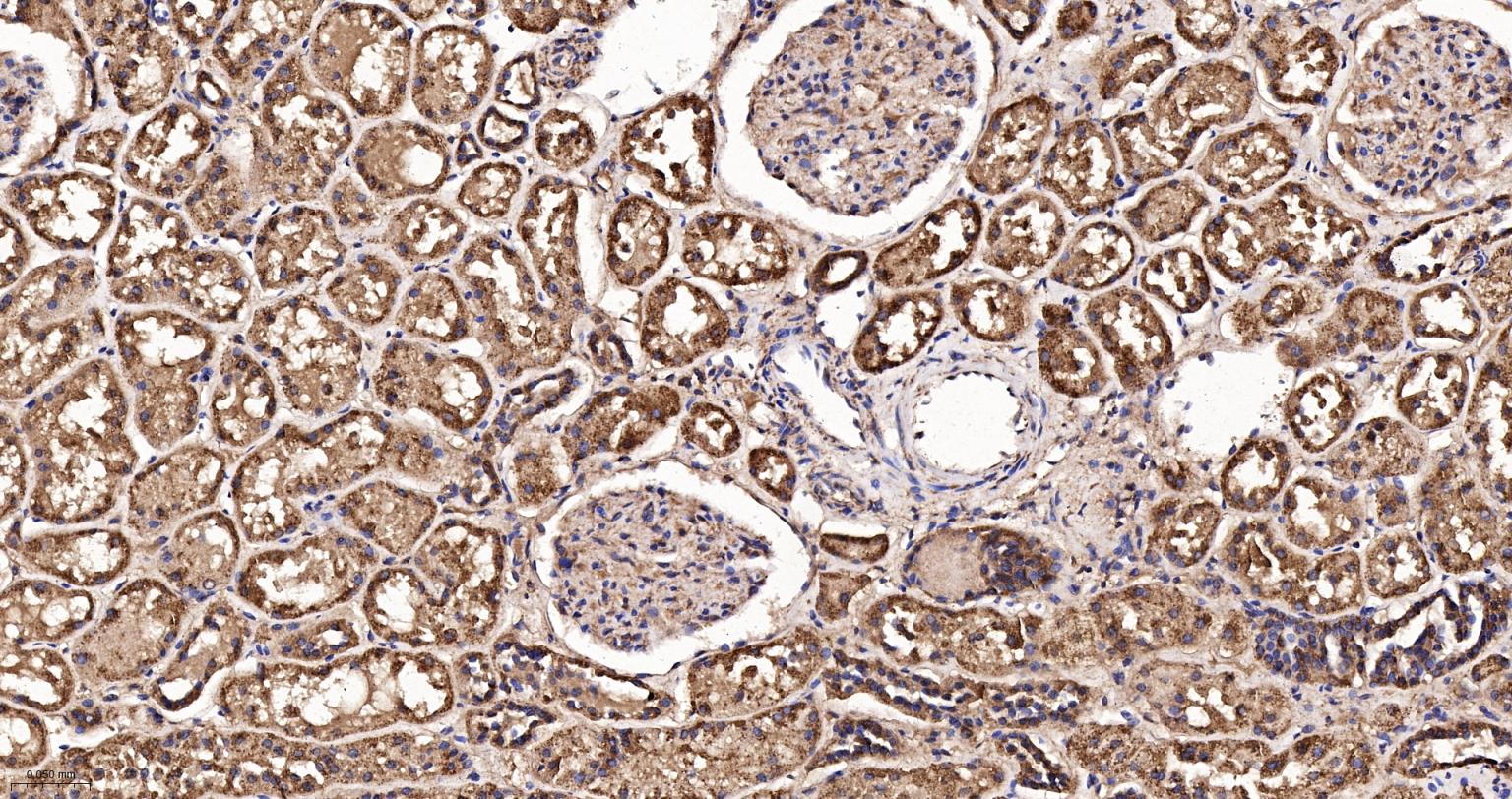 线粒体硫氧还蛋白2重组兔单抗