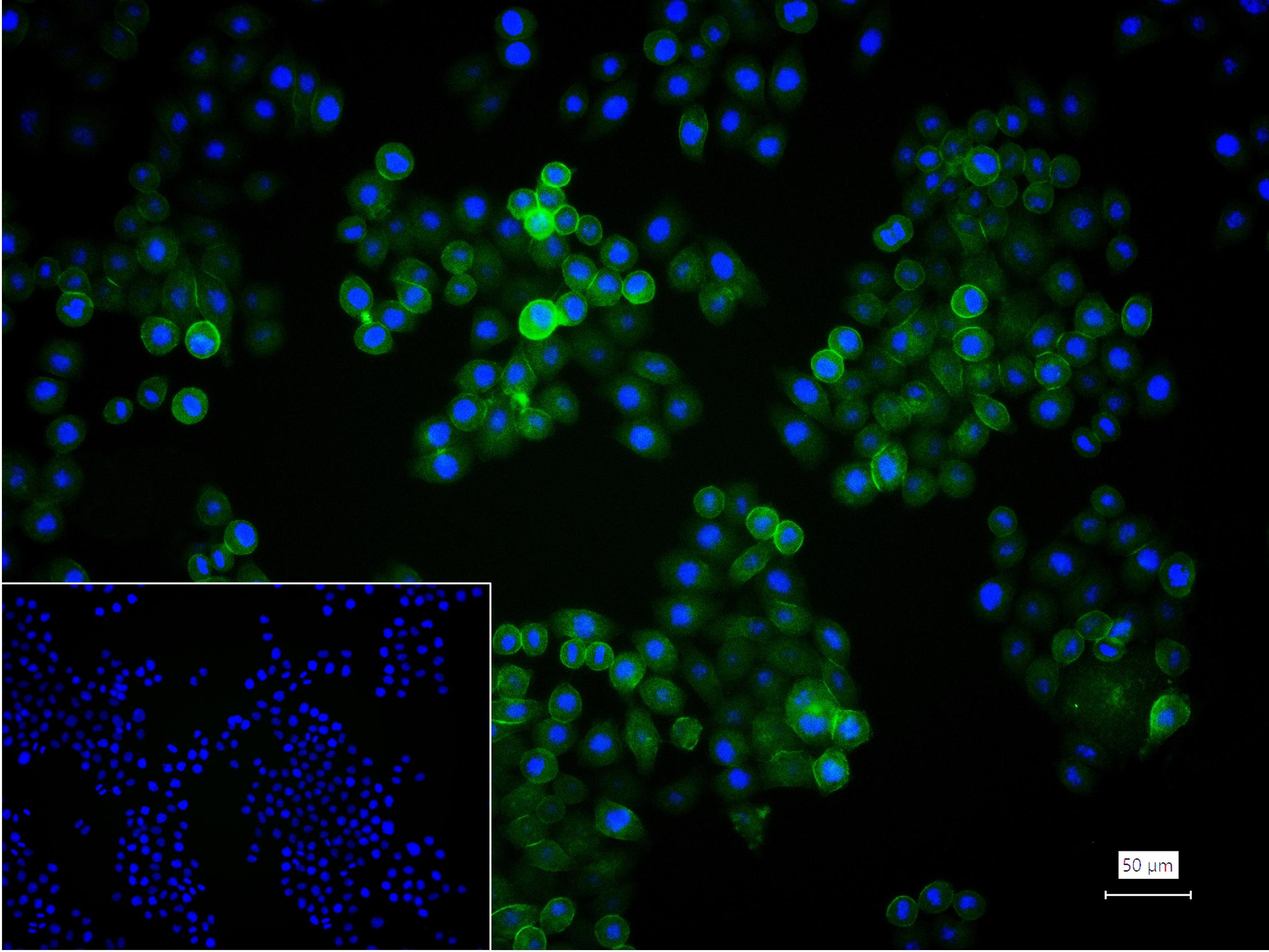 整合素α2（CD49b）重组兔单抗